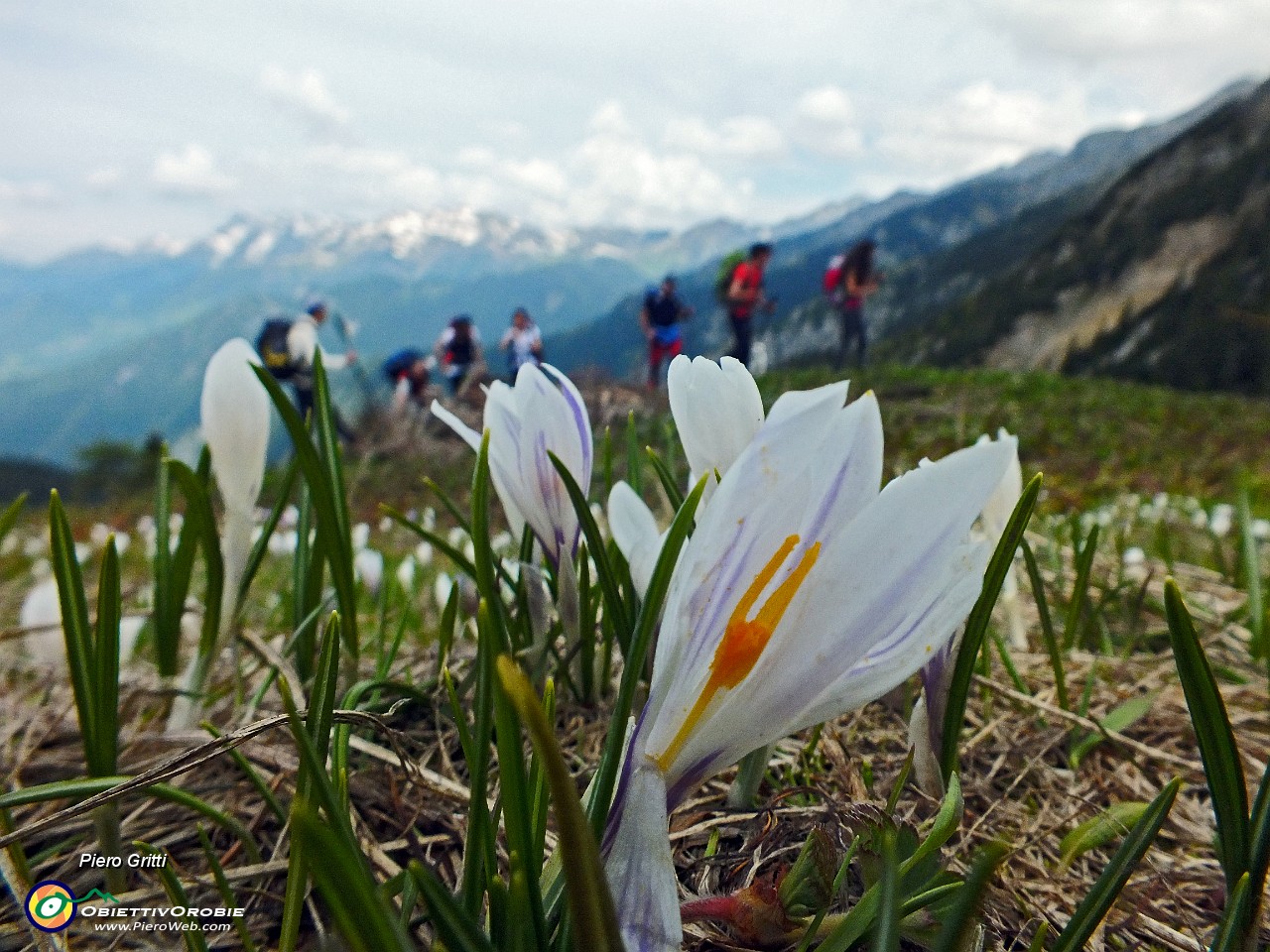 20 Crocus alla macro.JPG